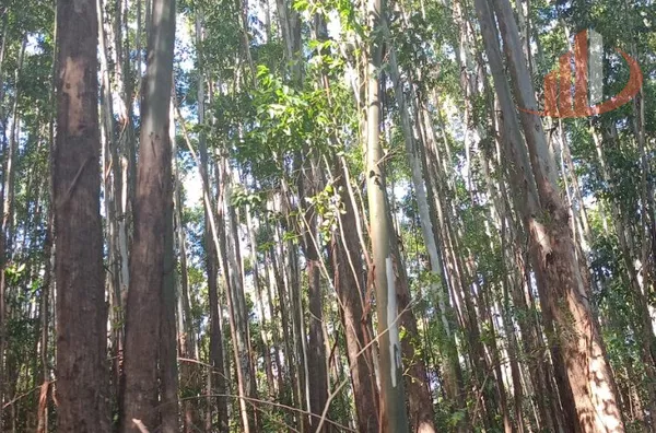 FAZENDA COM 189 ALQUEIRES A VENDA