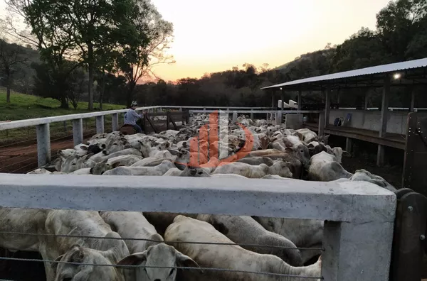 FAZENDA COM 136 ALQUEIRES EM GUARANIAÇU/PR - Foto 15