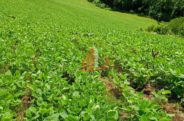 FAZENDINHA A VENDA PRÓXIMA A PATO BRANCO/PR - Foto 8