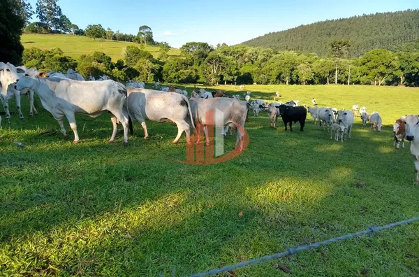 FAZENDA COM 24 ALQUEIRES EM PATO BRANCO/PR - Foto 16