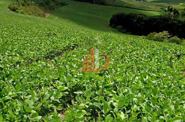 FAZENDINHA A VENDA PRÓXIMA A PATO BRANCO/PR - Foto 7