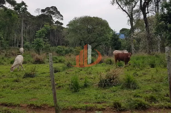 FAZENDA 200 ALQUEIRES REGIÃO SUDOESTE DO PARANÁ - Foto 51