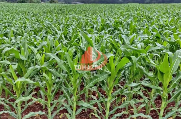 Área rural para venda, Francisco Beltrão, com granja - Foto 10