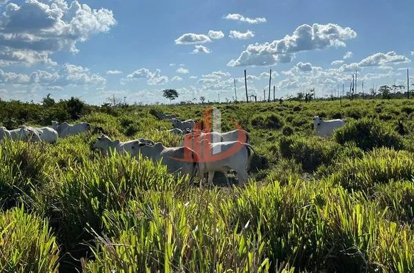 FAZENDA PARA ARRENDAMENTO EM TAILÂNDIA NO PARÁ (LEIA A DESCRIÇÃO) - Foto 8