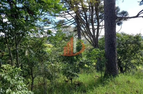 CHÁCARA COM 2,5 ALQUEIRES À VENDA EM VITORINO/PR - Foto 33