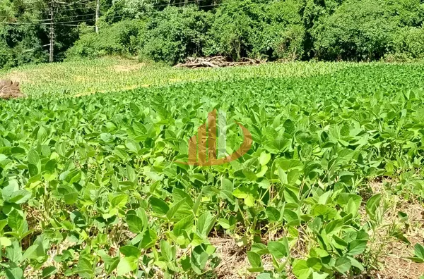FAZENDINHA A VENDA PRÓXIMA A PATO BRANCO/PR - Foto 9