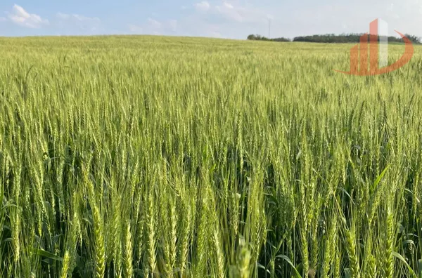 CONFINAMENTO E ÁREA AGRÍCULA PARA ARRENDAMENTO 