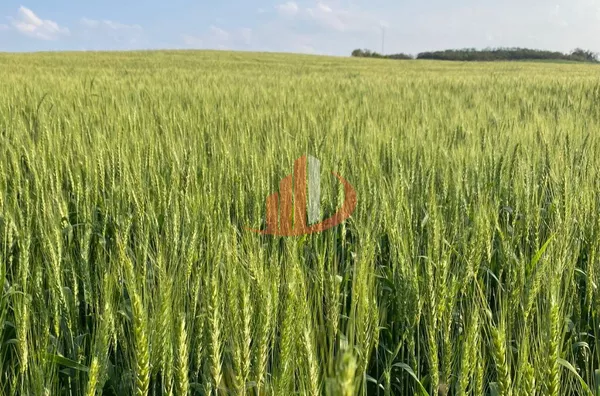 CONFINAMENTO E ÁREA AGRÍCULA PARA ARRENDAMENTO - Foto 5