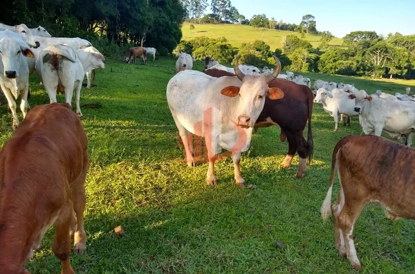 FAZENDA COM 24 ALQUEIRES EM PATO BRANCO/PR - Foto 13