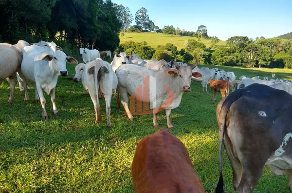 FAZENDA COM 24 ALQUEIRES EM PATO BRANCO/PR - Foto 19