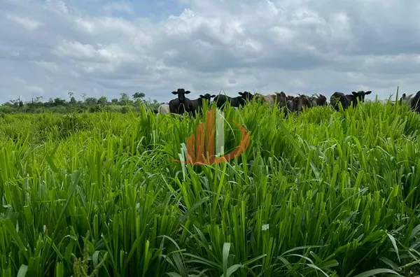 FAZENDA PARA ARRENDAMENTO EM TAILÂNDIA NO PARÁ (LEIA A DESCRIÇÃO)