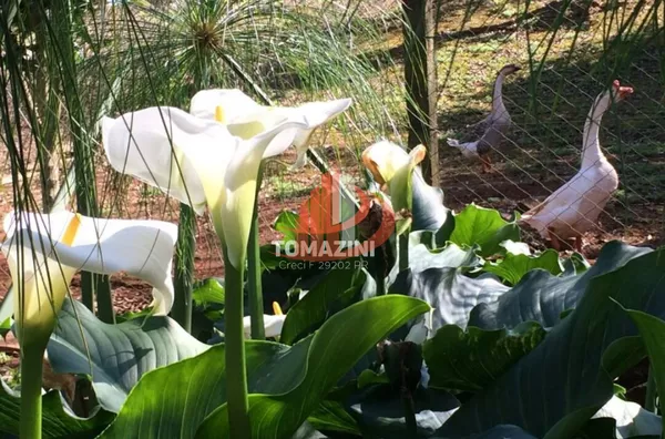 CHÁCARA PARA VENDA COM LOCALIZADA EM PATO BRANCO/PR - Foto 10