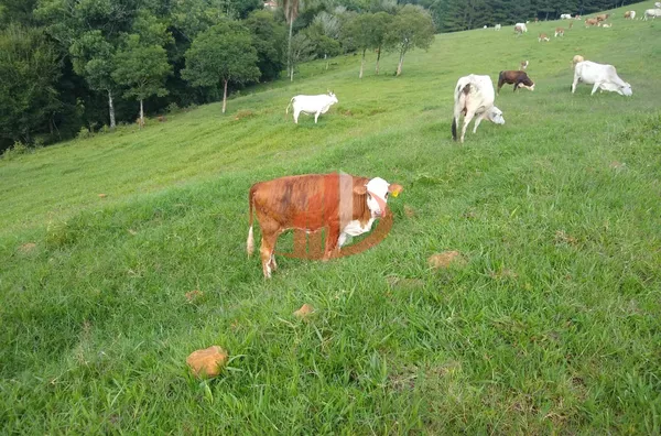 FAZENDA COM 24 ALQUEIRES EM PATO BRANCO/PR - Foto 15