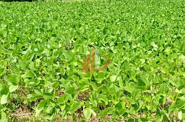 FAZENDINHA A VENDA PRÓXIMA A PATO BRANCO/PR - Foto 3