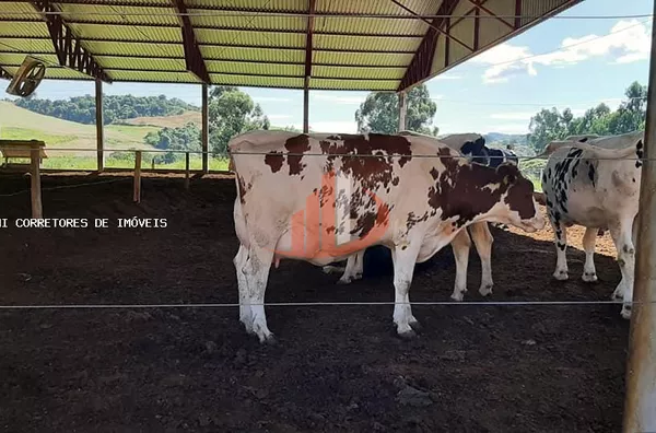 Área Rural para Venda em Honório Serpa / PR no bairro Outros - Foto 4