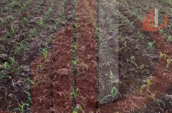 Fazenda para Venda em Nova Laranjeiras / PR