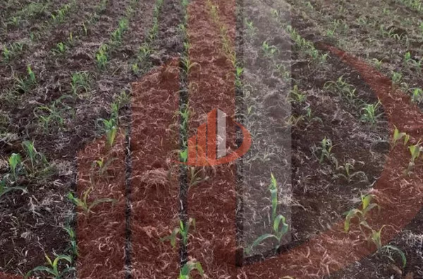 Fazenda para Venda em Nova Laranjeiras / PR - Foto 2