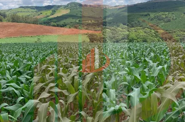 Fazenda para Venda em Nova Laranjeiras / PR - Foto 3