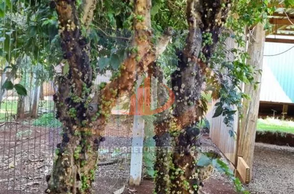 Chácara para Venda em Coronel Vivida / PR no bairro RONDINHA - Foto 12