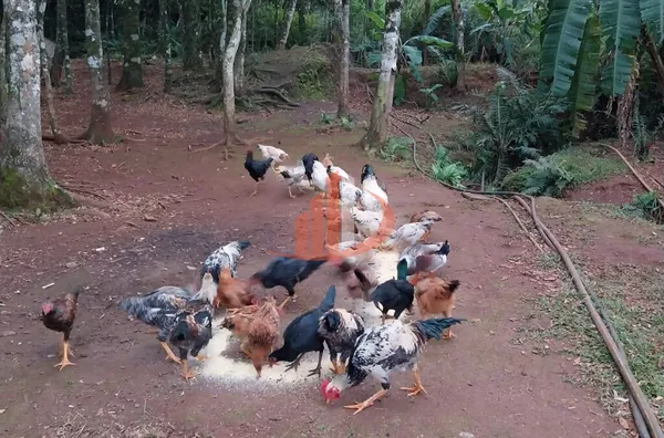 Imóveis rurais para venda, , São Lourenço Do Oeste - Foto 33