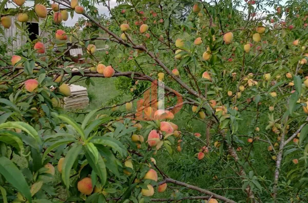 Imóveis rurais para venda, , São Lourenço Do Oeste - Foto 10