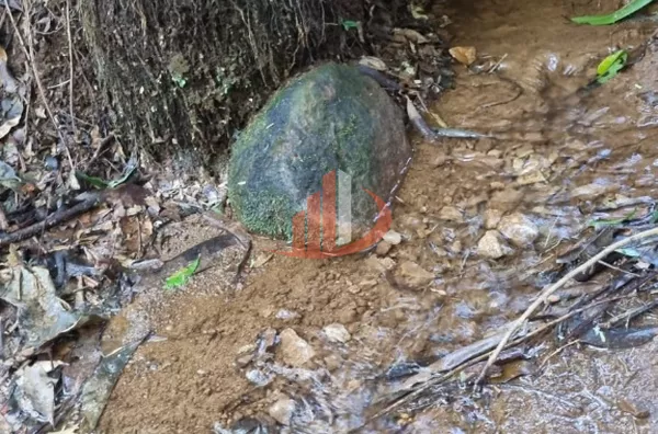 CHACARA PARA VENDA EM PATO BRANCO - Foto 7