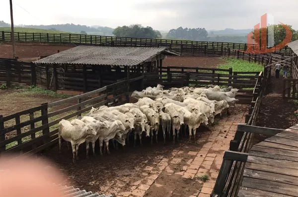 FAZENDA COM 1.234,62 HECTARES DE ALTA RENTABILIDADE!