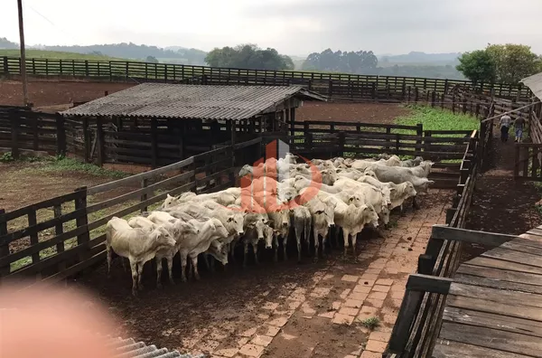 FAZENDA COM 1.234,62 HECTARES DE ALTA RENTABILIDADE!