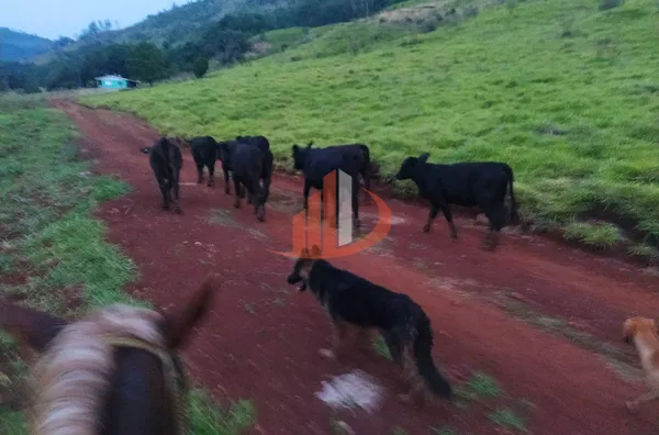 FAZENDA COM 136 ALQUEIRES EM GUARANIAÇU/PR - Foto 7