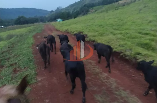 FAZENDA COM 136 ALQUEIRES EM GUARANIAÇU/PR - Foto 8