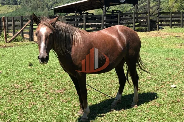 FAZENDA COM 33 ALQUEIRES NO INTERIOR DO PARANÁ - Foto 13