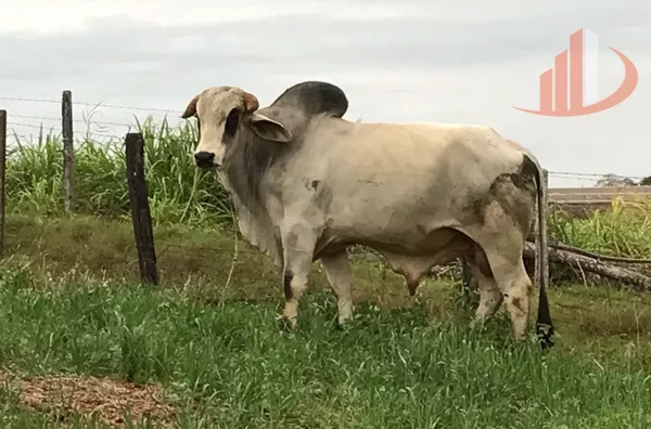 FAZENDA COM 1.234,62 HECTARES DE ALTA RENTABILIDADE!