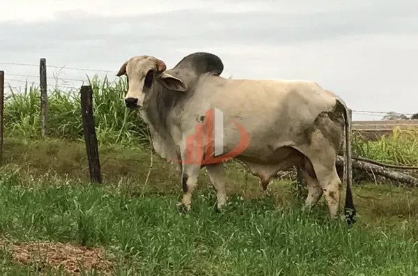 FAZENDA COM 1.234,62 HECTARES DE ALTA RENTABILIDADE!
