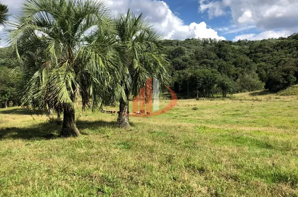 FAZENDA COM 33 ALQUEIRES NO INTERIOR DO PARANÁ - Foto 7
