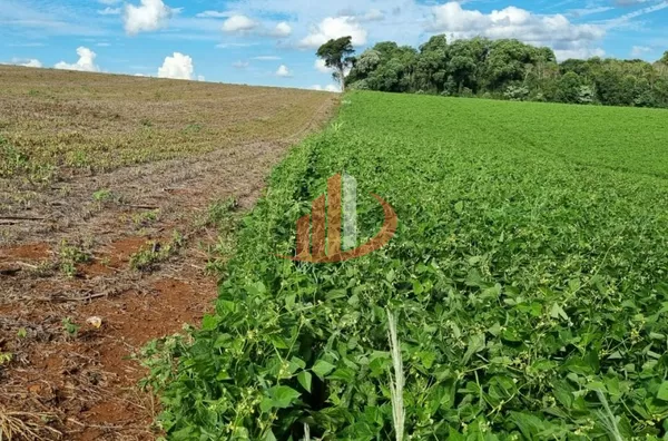Fazenda para venda, Zona Rural, Pato Branco - Foto 10