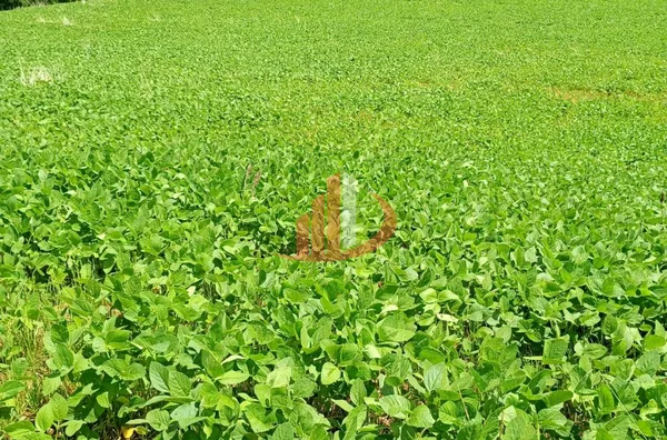 FAZENDINHA A VENDA PRÓXIMA A PATO BRANCO/PR - Foto 11