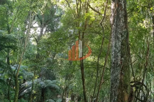 CHACARA PARA VENDA EM PATO BRANCO - Foto 13