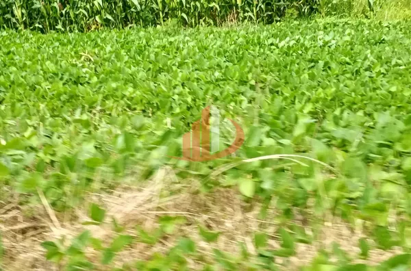 FAZENDINHA A VENDA PRÓXIMA A PATO BRANCO/PR - Foto 13