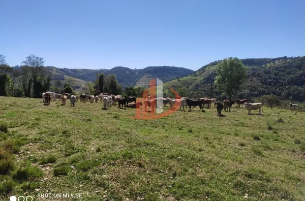 Fazenda para Venda em Campo Erê / SC no bairro Zona Rural - Foto 8