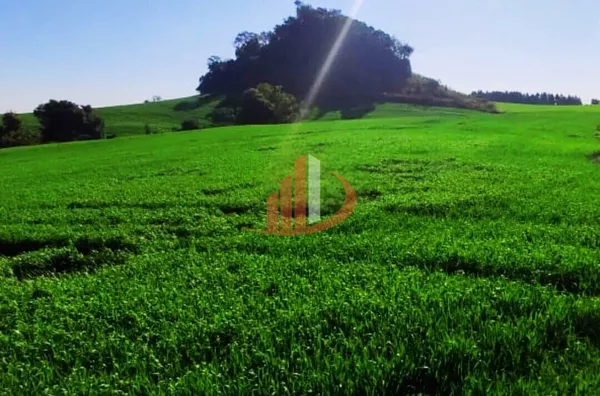 VENDE-SE PROPRIEDADE RURAL Á 18KM DA CIDADE DE PATO BRANCO! - Foto 9