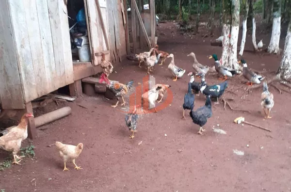Imóveis rurais para venda, , São Lourenço Do Oeste - Foto 6