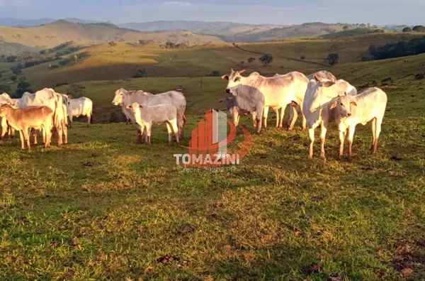 Imóveis rurais para venda,  - Selecione - Bairro, Nova Laranjeiras