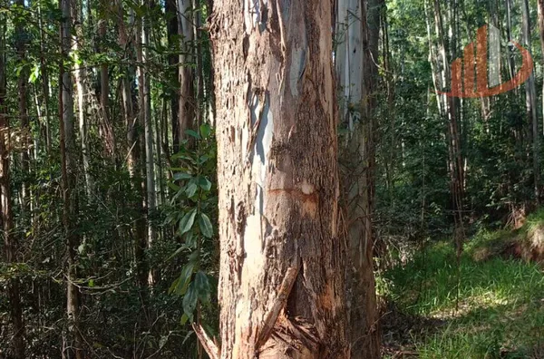 FAZENDA COM 189 ALQUEIRES A VENDA