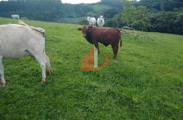 FAZENDA COM 24 ALQUEIRES EM PATO BRANCO/PR - Foto 8
