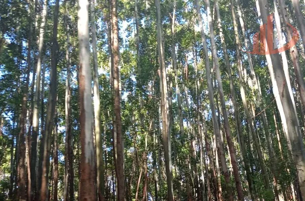 FAZENDA COM 189 ALQUEIRES A VENDA