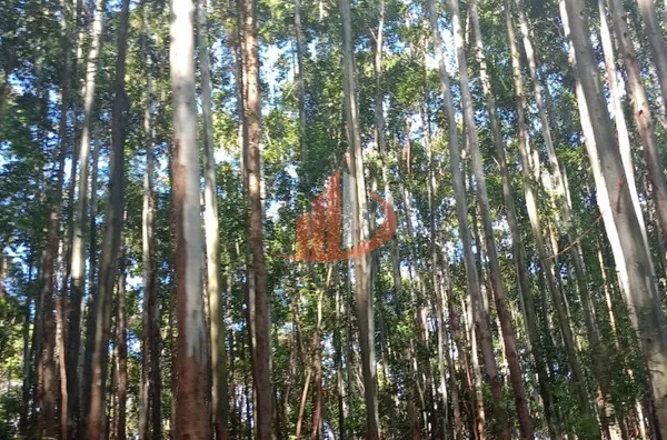 FAZENDA COM 189 ALQUEIRES A VENDA