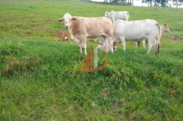 FAZENDA COM 24 ALQUEIRES EM PATO BRANCO/PR - Foto 5