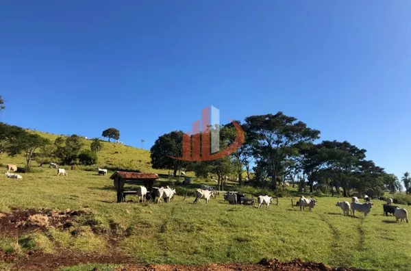 FAZENDA 211,19 ALQUEIRES EM LARANJEIRAS DO SUL/PR