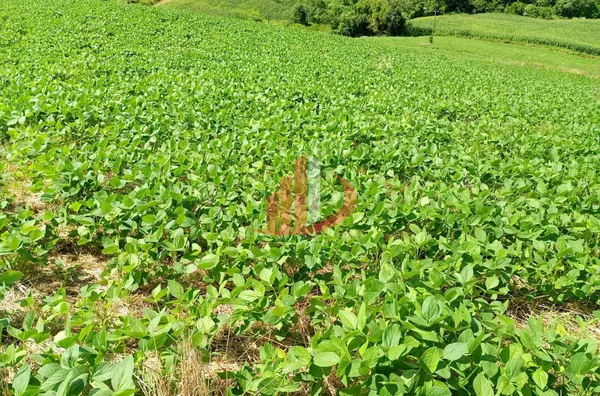 FAZENDINHA A VENDA PRÓXIMA A PATO BRANCO/PR - Foto 6