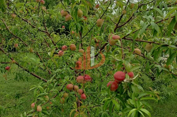 Imóveis rurais para venda, , São Lourenço Do Oeste - Foto 8